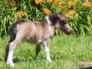 CSUC2016-06-06_00002