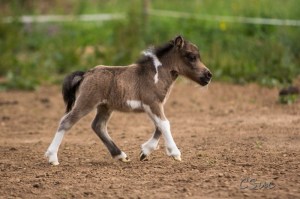 CSUC2016-06-06_00090