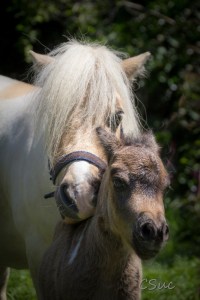 CSUC2016-06-06_00007