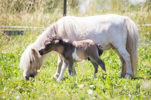 CSUC2016-06-06_00023