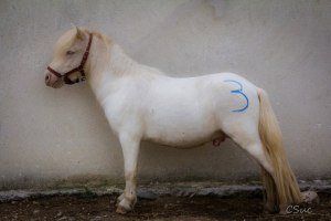 14463081_10207006304295603_3434535644895858626_n