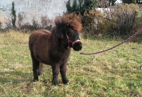 20161224_104219-1_resized