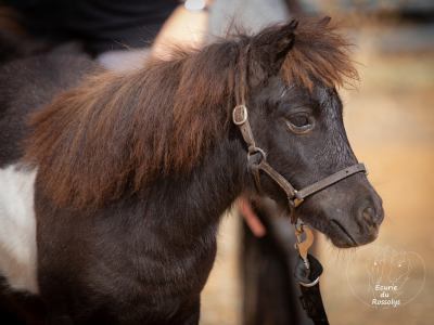 210815LibelluleConcoursMA02