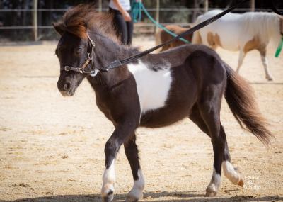 210815LibelluleConcoursMA05