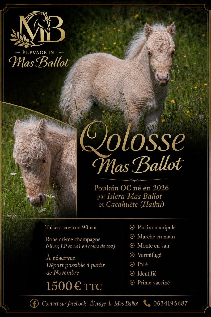 Le Poulain Qolosse Mas Ballot est issu de lignée cheval miniature et son grand père Valesco est un Shetland Plein papier
Un aliage de robe originale qui ne détériore en rien la sélection du modèle sérieux et rafiné de ce poulain champagne  creme, silver, nd1