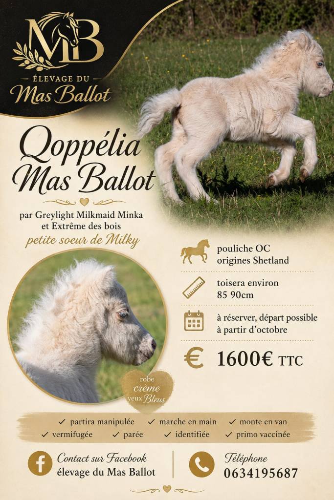 affiche de la pouliche ponette Qoppélia  Mas Ballot une ponette aux origines Shetland disponible à la vente et de couleur et robe Crème aux yeux bleus
fille d'extrême des boi et de greylight milkmaid minka
petite soeur de milky (milkyway Mas Ballot)